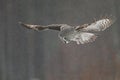 Great Grey Owl hunting Royalty Free Stock Photo