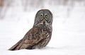 A Great grey owl isolated on white background sitting in a snow covered field in Canada Royalty Free Stock Photo