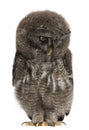 Great Grey Owl or Lapland Owl looking down, Strix nebulosa Royalty Free Stock Photo