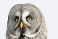 Great Grey Owl or Lapland Owl lat. Strix nebulosa Royalty Free Stock Photo