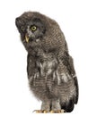 Great Grey Owl or Lapland Owl looking down, Strix nebulosa, 2 mo Royalty Free Stock Photo