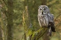 The Great Grey Owl or Lapland Owl, Strix nebulosa Royalty Free Stock Photo