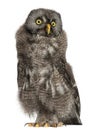 Great Grey Owl or Lapland Owl, Strix nebulosa Royalty Free Stock Photo