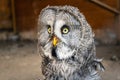 Great grey owl or Lapland Owl Strix nebulosa close-up portrait