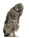 Great Grey Owl or Lapland Owl, Strix nebulosa, 2 months old against white background Royalty Free Stock Photo