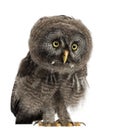 Great Grey Owl or Lapland Owl, Strix nebulosa Royalty Free Stock Photo