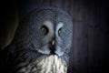 Great Grey owl looking forward Royalty Free Stock Photo