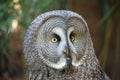 Great grey owl looking forwards