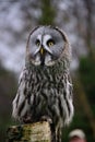 Great Grey Owl on the lookout