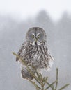 A Great grey owl perched in a pine tree in the falling snow hunting in winter in Canada Royalty Free Stock Photo