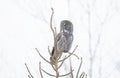 A Great grey owl perched in a pine tree hunting in winter in Canada Royalty Free Stock Photo