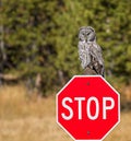 Great Grey Owl perched on a stop sign and staring in to camera in Yellowstone National Park Royalty Free Stock Photo