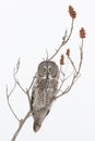 Great grey owl perched on a sumac tree in winter Strix nebulosa Royalty Free Stock Photo