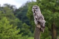 Great Grey Owl Royalty Free Stock Photo