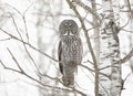 A Great grey owl perched in a tree hunting in winter in Canada Royalty Free Stock Photo