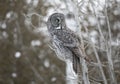 A Great grey owl perched in a tree hunting in winter in Canada Royalty Free Stock Photo