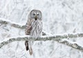 Great Grey Owl perched in a tree in winter Royalty Free Stock Photo