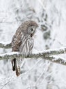 Great Grey Owl perched in a tree in winter Royalty Free Stock Photo