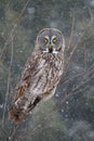 Great grey owl (Strix nebulosa) perched in a tree hunting over a snow covered field in Canada Royalty Free Stock Photo