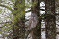 Great grey owl (Strix nebulosa) perched in a tree hunting over a snow covered field in Canada Royalty Free Stock Photo