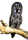 Great Grey Owl