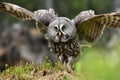 Great Grey Owl portrait, bird of prey Royalty Free Stock Photo