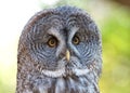 Great Grey Owl portrait close up Royalty Free Stock Photo