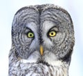 Great Grey Owl portrait in the forest Royalty Free Stock Photo