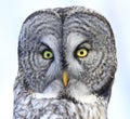 Great Grey Owl portrait in the forest