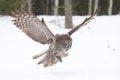 Great grey owl (Strix nebulosa) hunting over a snow covered field in Canada Royalty Free Stock Photo