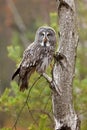 Great grey owl PuÃÂ¡tÃÂ­k vousatÃÂ½ in fte flight Royalty Free Stock Photo