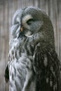 Great Grey Owl Royalty Free Stock Photo