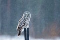 Great grey owl sitting on the post in the falling snow Royalty Free Stock Photo