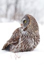 Great grey owl (Strix nebulosa) isolated against a white background hunting on a snow covered field in Canada Royalty Free Stock Photo