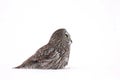 Great grey owl (Strix nebulosa) isolated against a white background hunting on a snow covered field in Canada Royalty Free Stock Photo