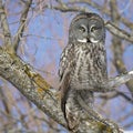 Great Grey owl Royalty Free Stock Photo