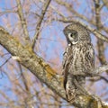 Great Grey owl Royalty Free Stock Photo