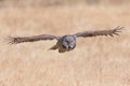 Great Grey Owl staring in to camera and flying with wings outstretched over golden meadow in Yellowstone Park