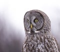 Great Grey Owl (Strix nebulosa) posing with white feathers under chin visible.