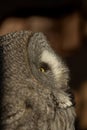 Great grey owl (Strix nebulosa). Beautiful gray owl Royalty Free Stock Photo