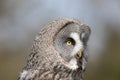 Great grey owl Strix nebulosa. Beautiful gray owl bird of prey