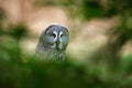 Great grey owl, Strix nebulosa, bird hiden in the forest. Owl sitting on old tree trunk with grass, portrait with yellow eyes.