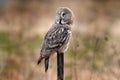 Great grey owl, Strix nebulosa, bird hunting on the meadow, sitting on old tree trunk with grass, portrait with yellow eyes