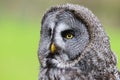 Great Grey Owl Strix nebulosa Bird of Prey Royalty Free Stock Photo