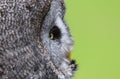 Great Grey Owl Strix nebulosa Bird of Prey Royalty Free Stock Photo