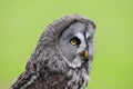 Great Grey Owl Strix nebulosa Bird of Prey Royalty Free Stock Photo