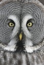 Great-grey owl, Strix nebulosa Royalty Free Stock Photo