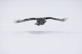 Great-grey owl, Strix nebulosa