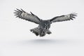 Great-grey owl, Strix nebulosa Royalty Free Stock Photo