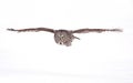 Great grey owl (Strix nebulosa) isolated against a white background hunting over a snow covered field in Canada Royalty Free Stock Photo